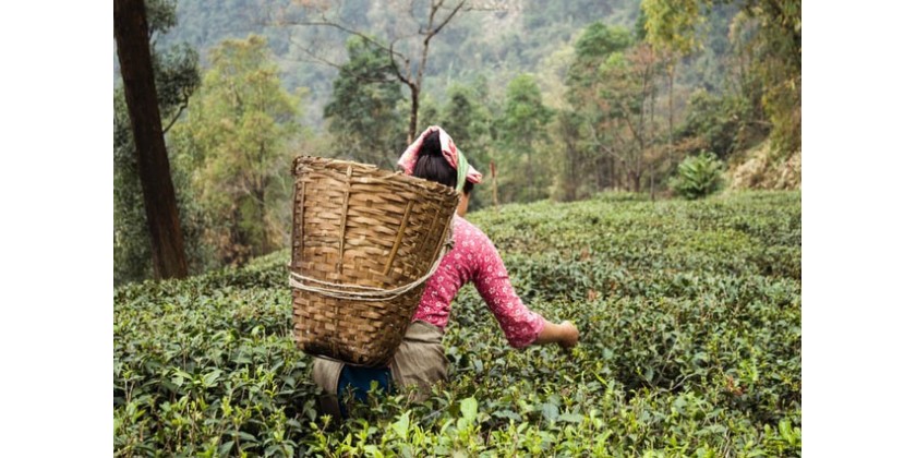 9 ways the pandemic influenced the tea industry