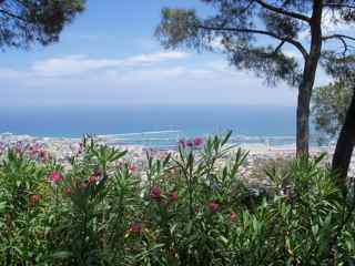 haifa - Israeli tea