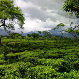 tea production