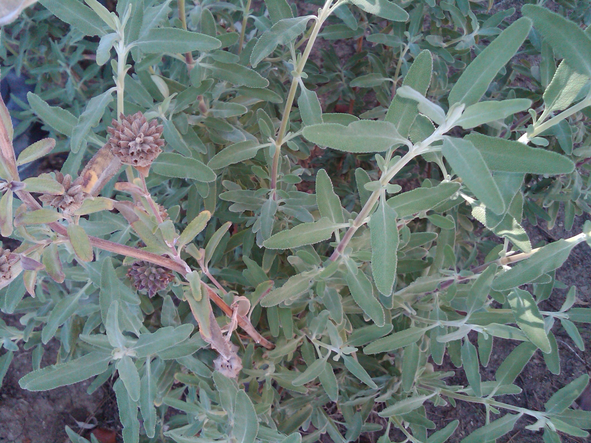 garden sage