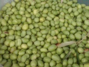 olive_harvest